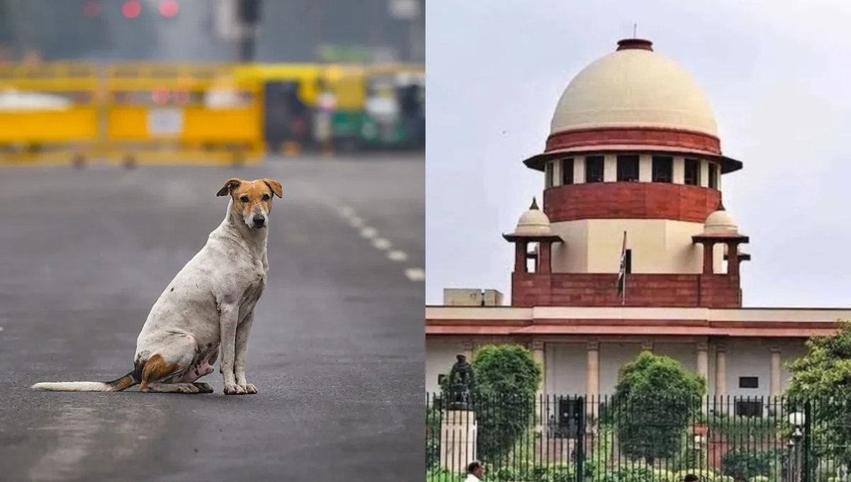 Stray Dogs to Be Removed from Delhi Streets: Supreme Court Order Sparks Nationwide Debate 1 Stray Dogs