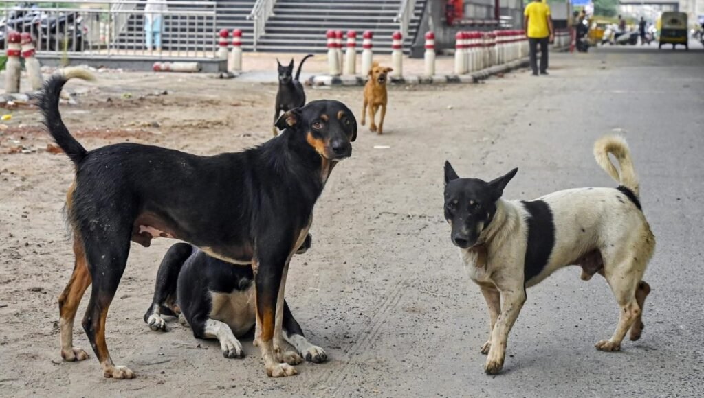 Stray Dogs